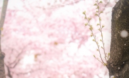 Japanese spring