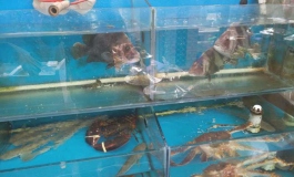 染色，假发，关节，松动