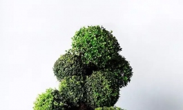 摄影丨实体娃娃与植物的光合作用论