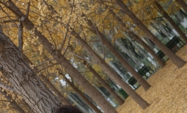 当你在迷雾中绝望，她像一轮朝阳！！
