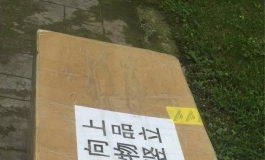 历经波折，小洋子到家，比想象的美
