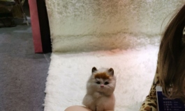 先纳信上海展--现场回顾