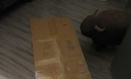 新收到的娃晒下（星艺人型）