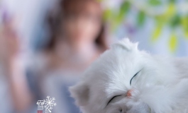真假花神·雪奈篇（猫与少女）