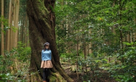 Huge tree in the forest