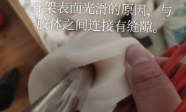 学费娃解剖
