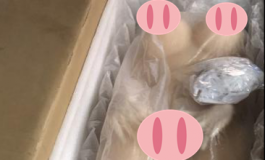 今天刚到货148小苍兰，跟大家分享一波开箱