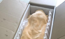 新人第一次入坑实体娃娃，望各位大佬评定下