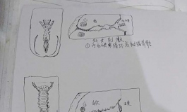 老司机心目中的仿真通道