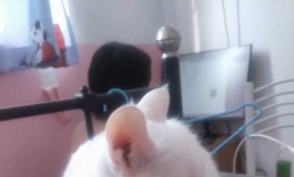 家里的九月吃醋了，明明是只小公猫