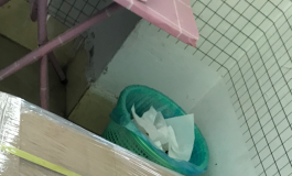 【美图+视频】新人开箱，她语的小语奈155，完美脸蛋